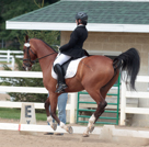 Dressage at Delaware